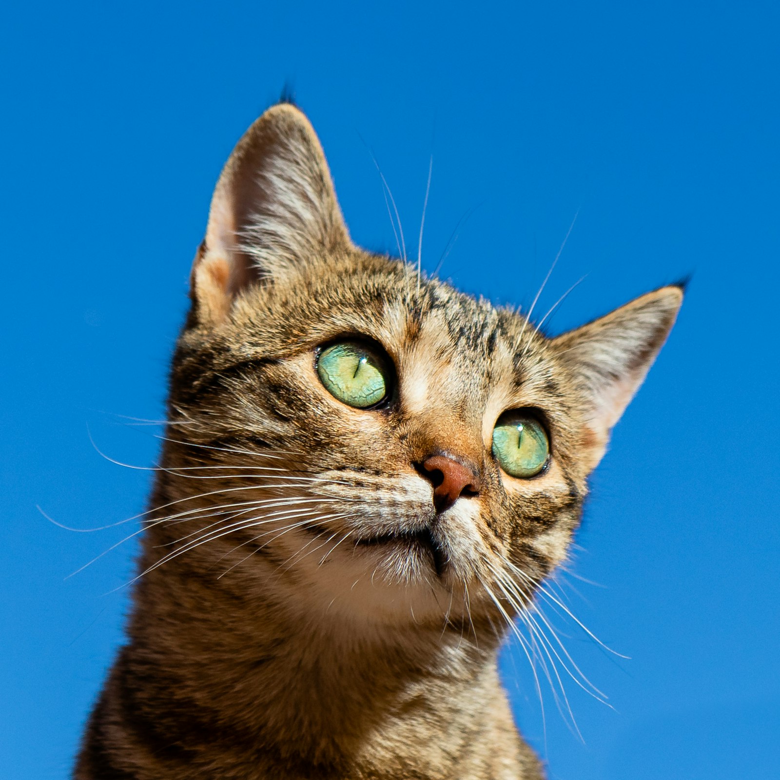 An orange cat looking up hopefully into the camera